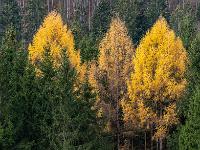 Drei goldene Lärchen umgeben von Fichtenwald